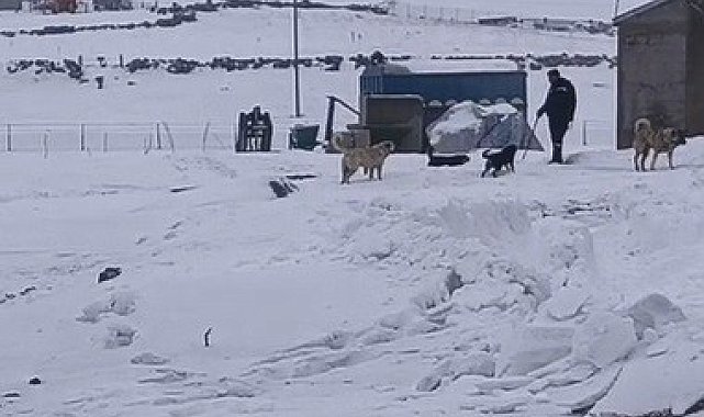 Kars'ın soğuğunda enerji mesaisi: Aras Edaş ekiplerinin soğukla imtihanı