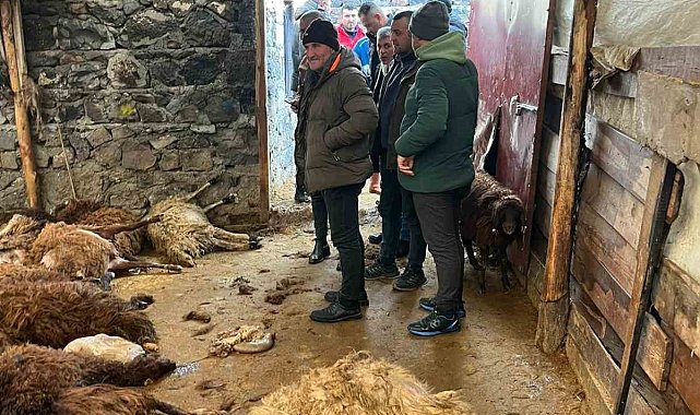 Kars'ta kurt dehşeti: Aç kurtlar 130 koyunu telef etti