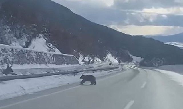 Kastamonu'da ormanlık alanda karda ilerleyemeyen bozayı güldürdü