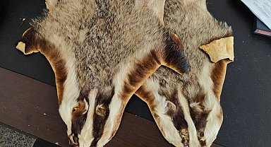 Kilis'te Suriye'den Türkiye'ye getirilen 5 hayvan postu bulundu