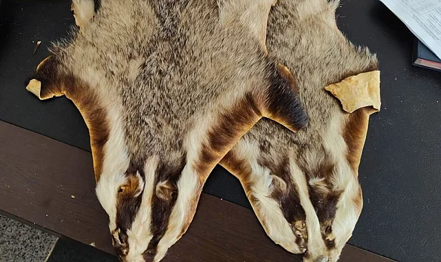 Kilis'te Suriye'den Türkiye'ye getirilen 5 hayvan postu bulundu