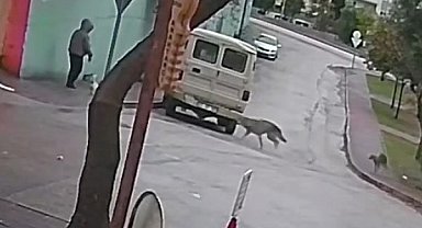 Kurt köpeklerinin saldırı anı kamerada: Küçük köpeği bulunan kadını yere düşürdüler