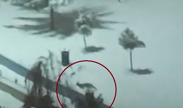 Kurtalan'da tilkiler şehir merkezine indi
