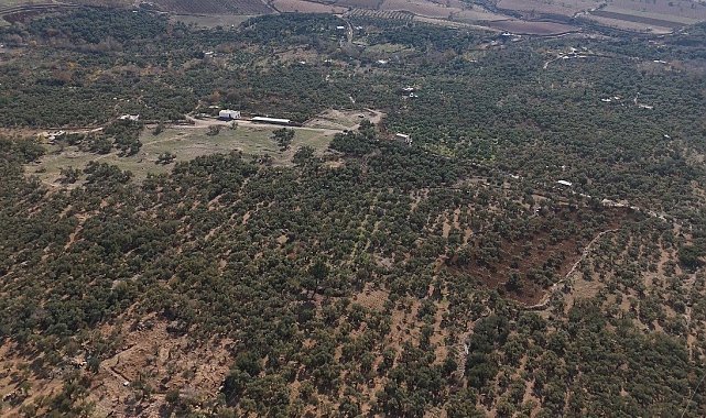 Mardin Büyükşehir Belediyesinden Derik zeytini için dal kanserine karşı mücadele