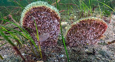 Marmara'dan umut veren keşif! Eskihisar Kalesi dibinde pina popülasyonu