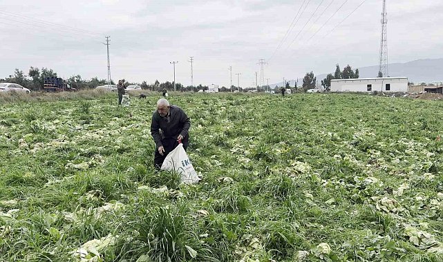 Marul toplama maliyetini karşılamayınca bedava dağıttı