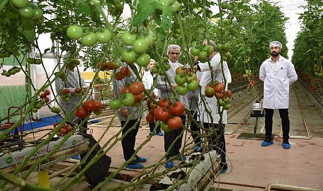 Modern sera yatırımları Salihli'de tarımı güçlendiriyor