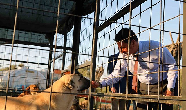 Muğla Büyükşehir 4 bin 34 can dostu sahiplendirdi