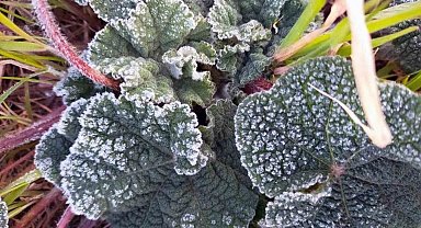 Muğla'nın sahil kesimlerine zirai don uyarısı