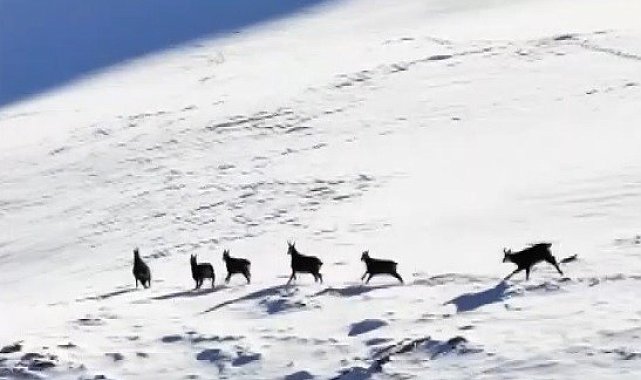 Munzur'un beyaz zirvesinde şamualar görüntülendi