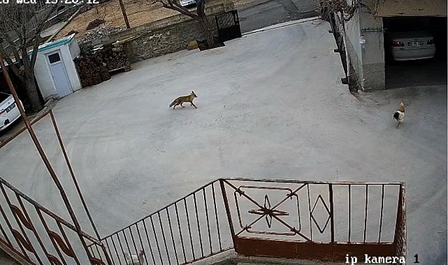 Nevşehir'de aç kalan tilki tavuklara saldırdı