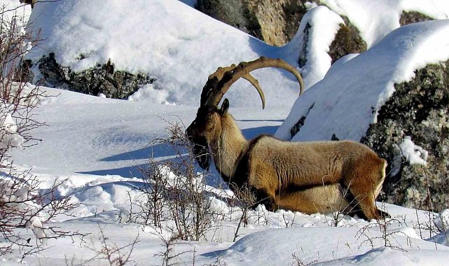 Niğde'de yaban keçisi sayısı artış gösterdi