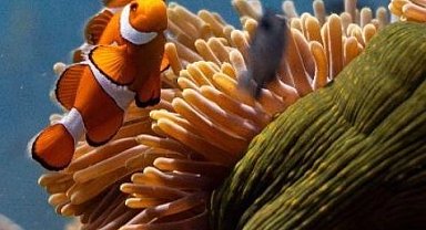 Okyanusların sesi Elhamra Sahnesi'nde