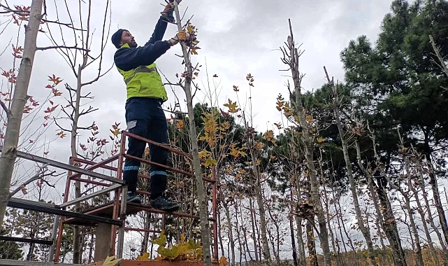 On binlerce bitki Kocaeli fidanlığında yetişiyor