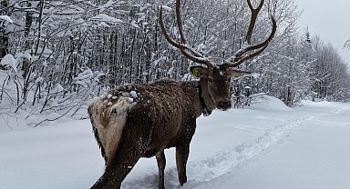 Ormanya'da tetiştirilen kızıl geyikler Kuzuyayla'nın müdavimi oldu