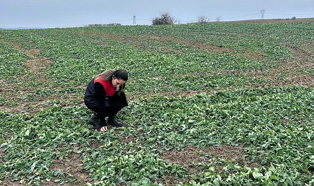 Pehlivanköy'de anıza ekim yapılan kanola tarlasında bitkinin fizyolojik gelişimi incelendi