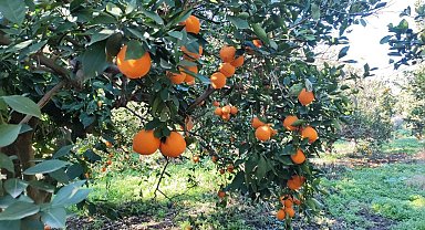 Portakal çalarken suçüstü yakalanan 5 şahıs yakalandı