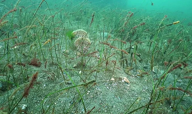 Prof. Dr. Sarı'dan Belediye Başkanlarına çağrı: Marmara için denize inin!