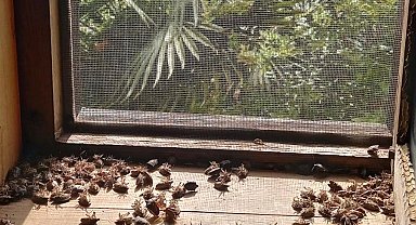 Sakaryalı akademisyenin feromonu esarete 'ilaç' oldu... Binlerce kokarcanın istila kabusunu TUTSAK'la bitirdi