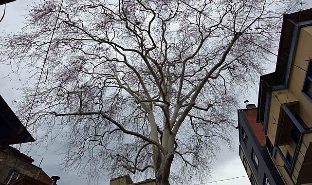 Samsun'un koruma altındaki 11 çınarından biri 160 yıldır dimdik ayakta