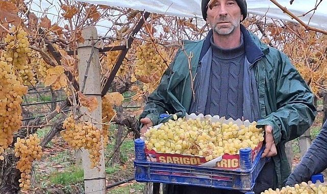 Sarıgöl'de üzüm hasadında sona gelindi