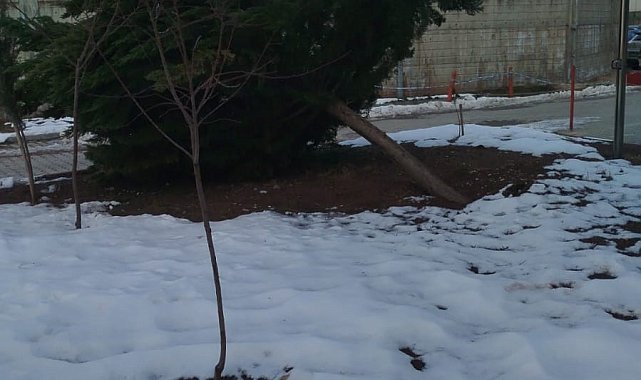 Şiddetli rüzgar hastane bahçesindeki çam ağacını devirdi