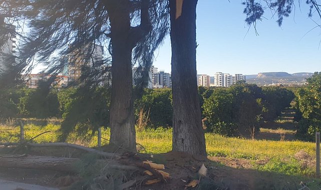 Şiddetli rüzgarda kırılan ağaç yola devrildi