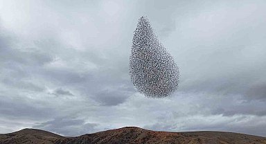 Sığırcık kuşlarından görsel şölen