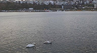 Şile Limanı'nda nadir görüntü... İki kuğu ilgi odağı oldu