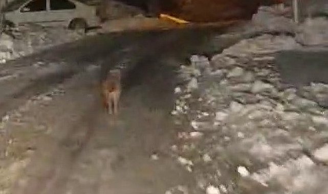 Sincik'te kurt köy merkezine indi
