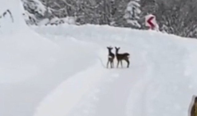 Sinop İl Özel İdaresi ekipleri, karın tadını çıkaran karacalarla karşılaştı