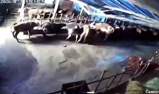 Sivas'ta ahır çöktü, o anlar güvenlik kamerasına yansıdı