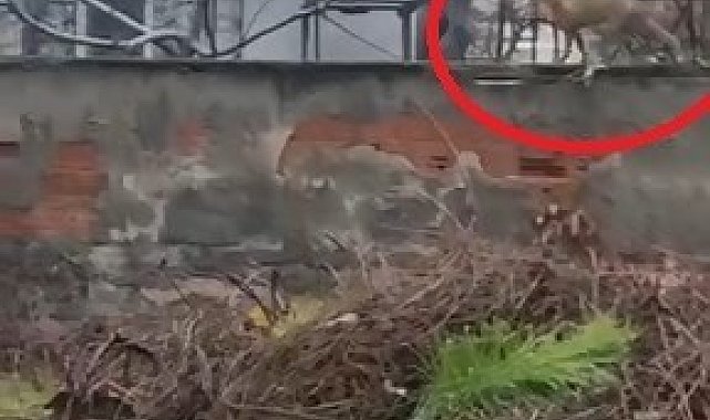 Sokak aralarında gezen tilki dikkat çekti