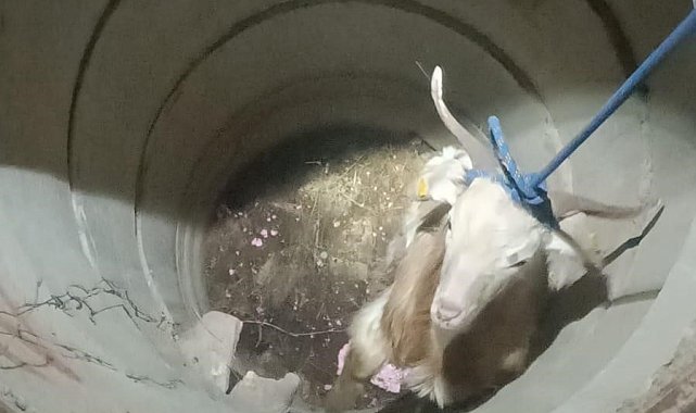 Su kuyusunda mahsur kalan keçiyi itfaiye kurtardı