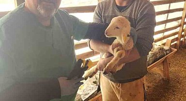 Tarım Müdürlüğü'nden Sazlı'da hayvan sağlığı mesaisi