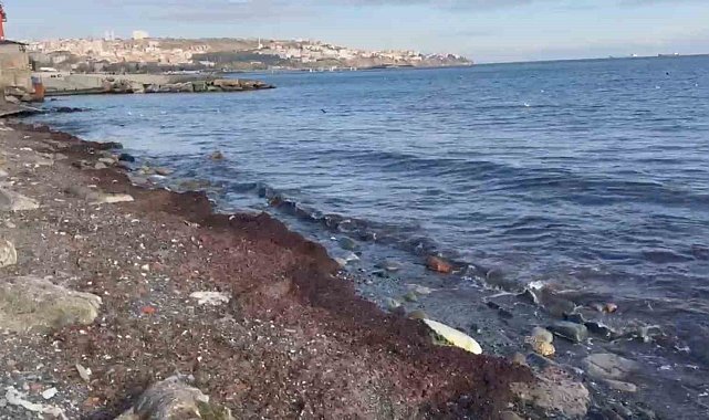 Tekirdağ'da lodosta sahili kırmızı yosunlar kapladı