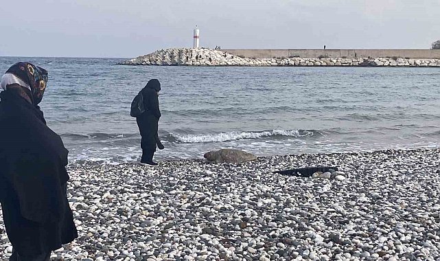 Telef olan caretta caretta halk plajına vurdu