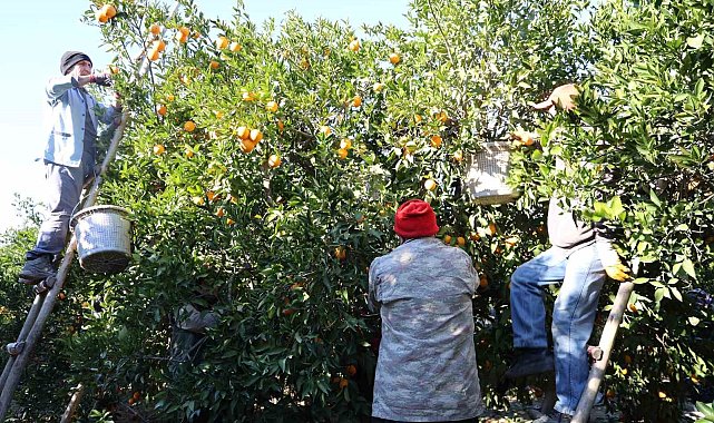 Tescilli Kozan portakalında hasat zamanı: Bahçede kilosu 10 TL