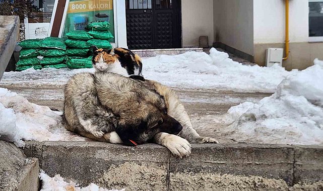 Tunceli'de kedi ile köpeğin dostluğu içleri ısıttı
