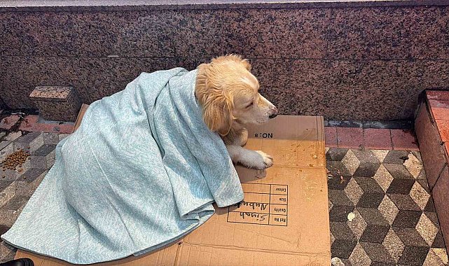 Üşüyen köpeğe yeni aldığı yorganı örten esnaf yürekleri ısıttı