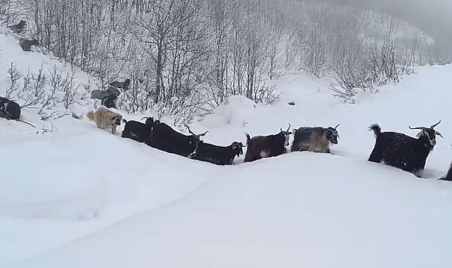 Yaban domuzunun saldırısına uğrayan çoban kameraya yansıdı