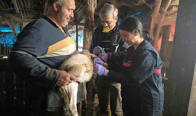 Yalova'da hayvan sağlığına yönelik çalışmalar sürüyor