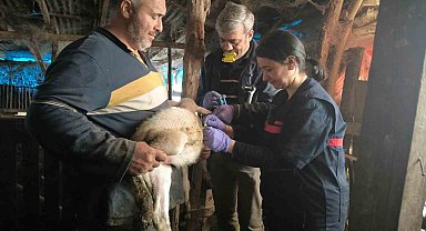 Yalova'da hayvan sağlığına yönelik çalışmalar sürüyor