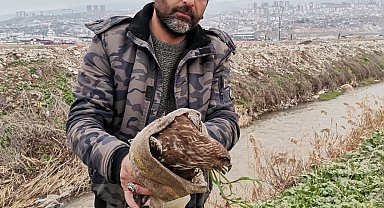 Yaralı şahin kurtarıldı