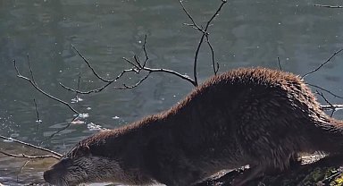 Yedigöller Milli Parkı'nda su samuru görüntülendi