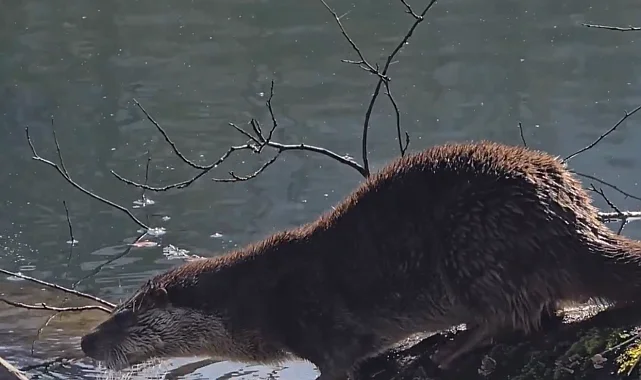 Yedigöller Milli Parkı'nda su samuru görüntülendi