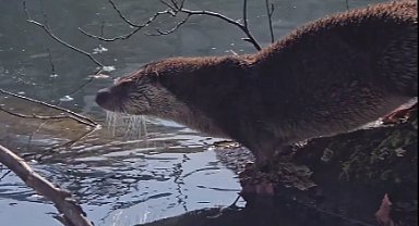Yedigöller'de nesli tehlike altında olan su samuru görüntülendi