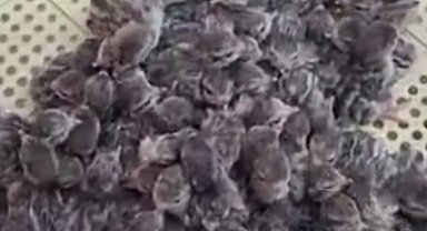 Yılın ilk keklik yavruları yumurtadan çıktı