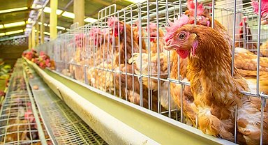 Yumurtacı tavukların kafes standardında değişiklik... Mevcut kafes sistemleri 2029'da sona eriyor