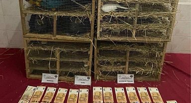 2025'te kaçak canlı hayvan ticareti darbe yedi... 85 bin 342 hayvan ele geçirildi